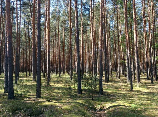 Aufwändig enttechnisiserte Mark Brandenburg Aufwändig enttechnisiserte Mark Brandenburg